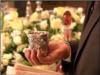 Best of Shabbat Programs